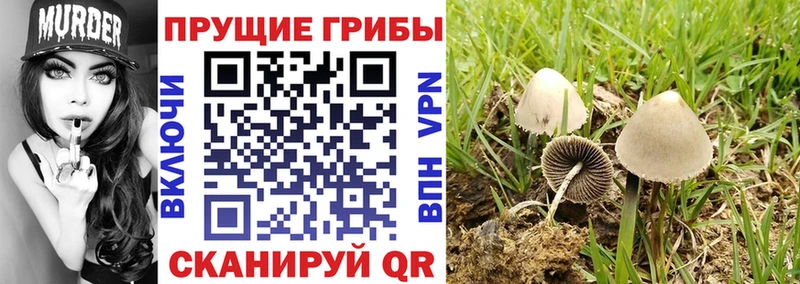 Псилоцибиновые грибы Psilocybe  Боготол 
